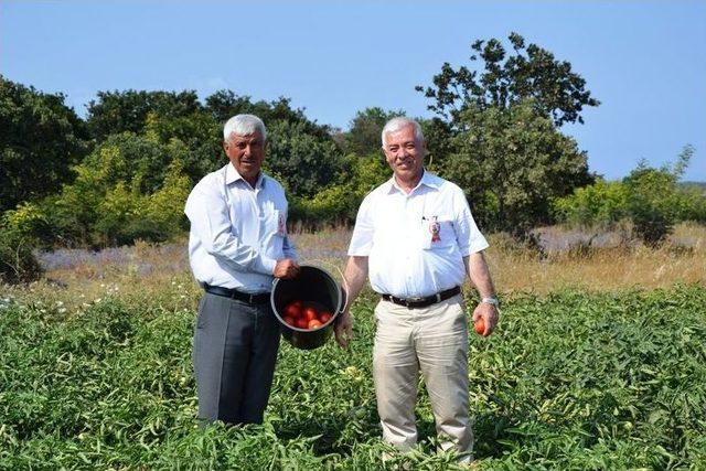 Biga’da Domates Şenliği