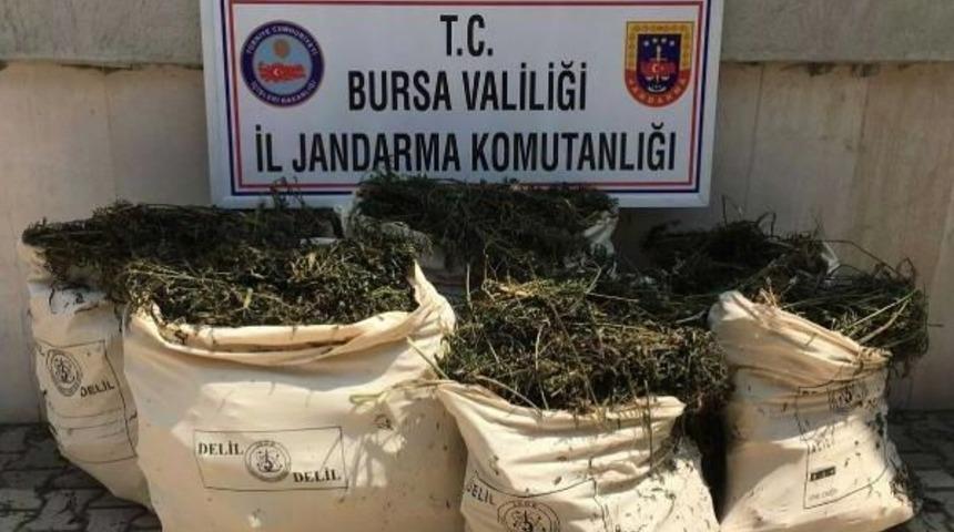 G&ouml;l I&ccedil;indeki Sazlık Alanda Hintkeneviri Yetiştirdiler