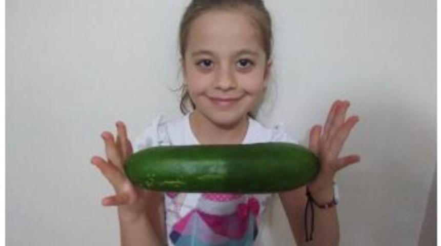 Hayvan G&uuml;bresi İle Yetiştirilen Salatalıkların B&uuml;y&uuml;kl&uuml;ğ&uuml; Şaşırtıyor