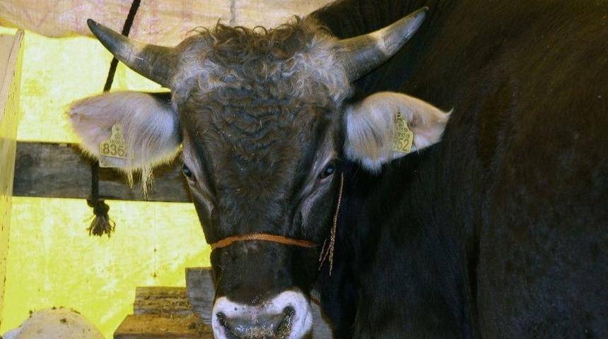 Kurban Satış Yerleri Kura İle Belirlenecek