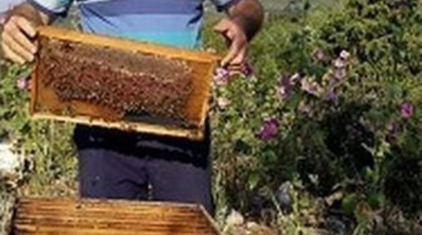 Bursa&rsquo;da Bal Bereketi