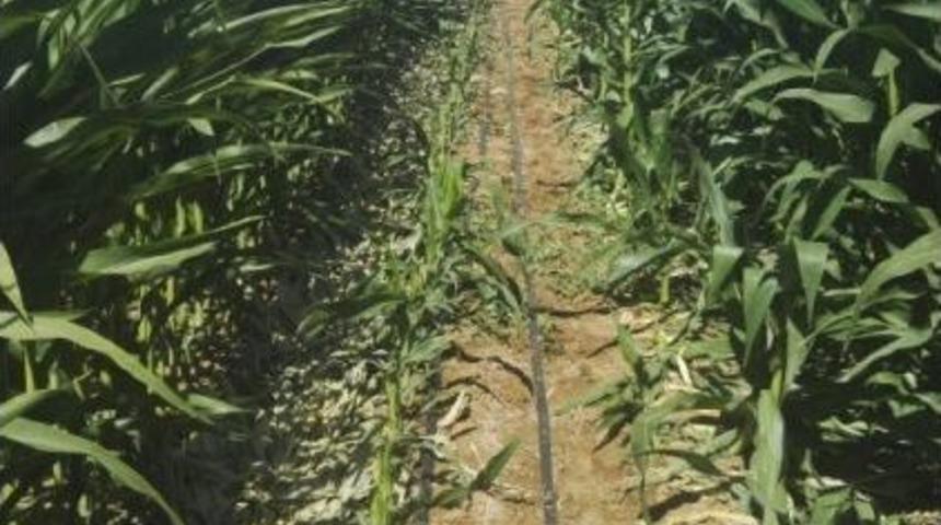 Mısır Tarlasında 98 Kök Hint Keneviri Ele Geçirildi