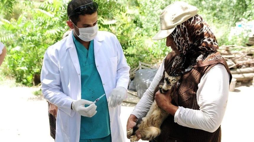 Mamak&rsquo;ta 500 Evcil Hayvan Aşılandı