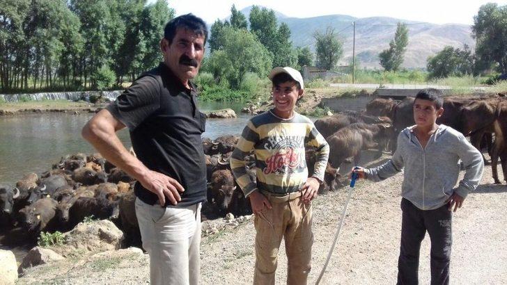 Kavurucu Sıcakta Mandalar Suda Serinliyor G2