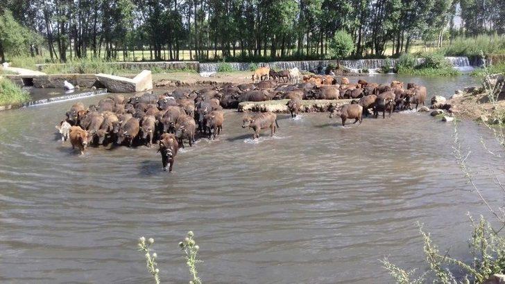Kavurucu Sıcakta Mandalar Suda Serinliyor G3
