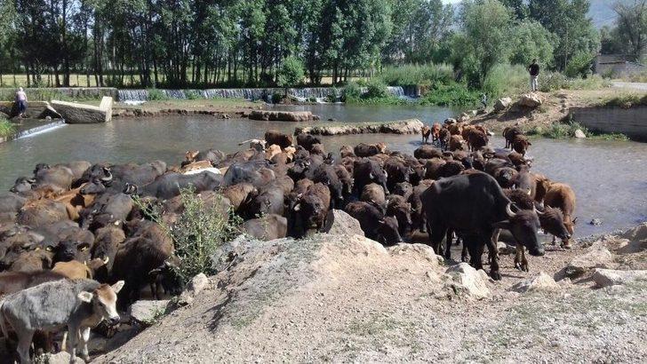 Kavurucu Sıcakta Mandalar Suda Serinliyor G4