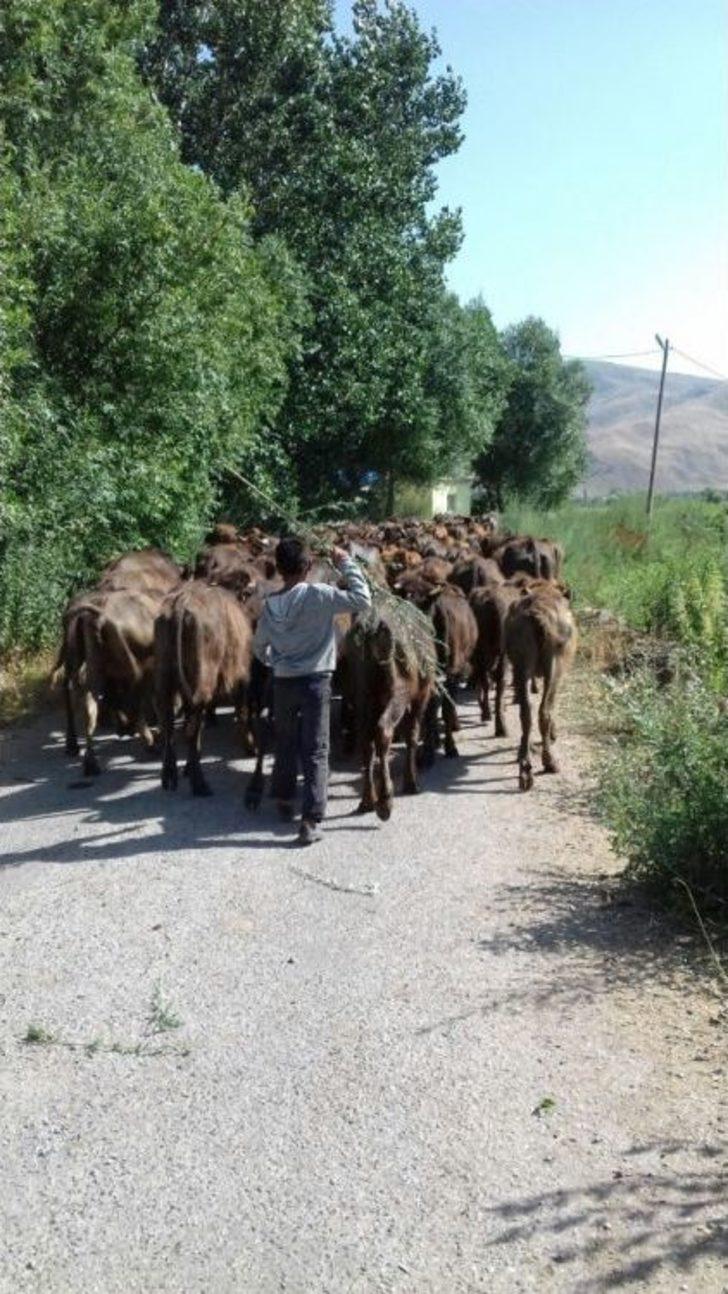 Kavurucu Sıcakta Mandalar Suda Serinliyor G5