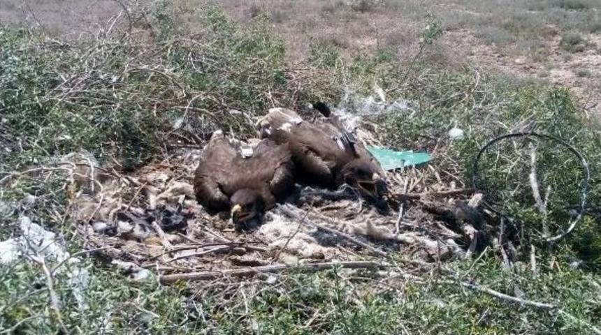 Nesli Tehlike Altındaki Kartallara 'verici' Takıldı