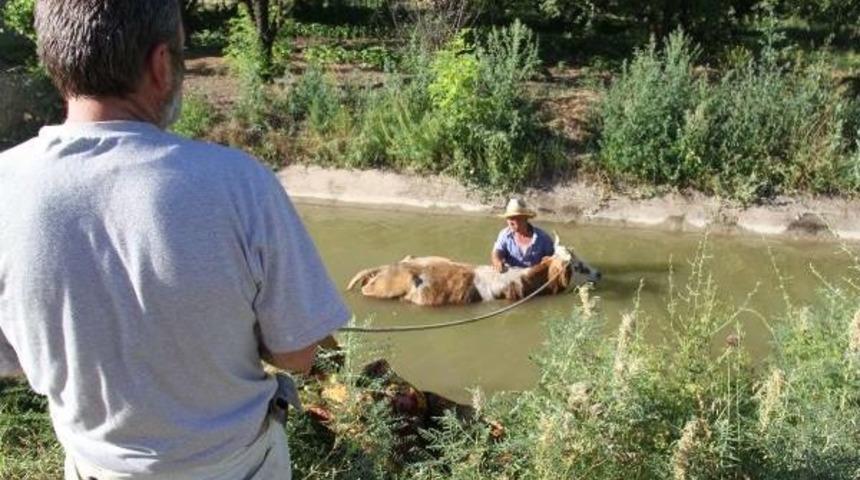 Su Kanalına D&uuml;şen Ineğinin Başından Ayrılmadı