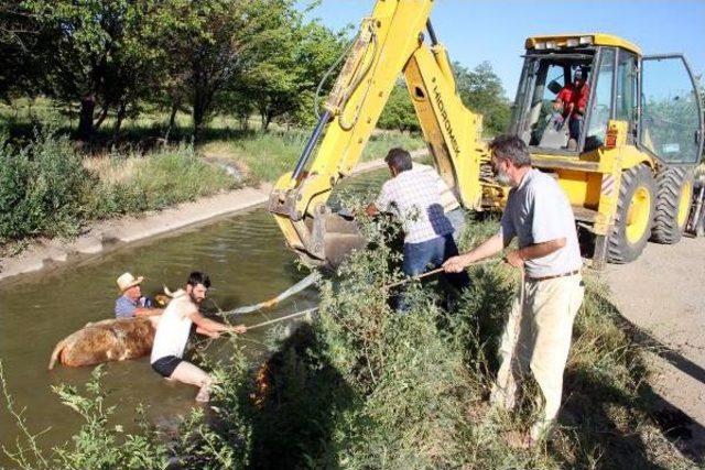 Su Kanalına Düşen Ineğinin Başından Ayrılmadı