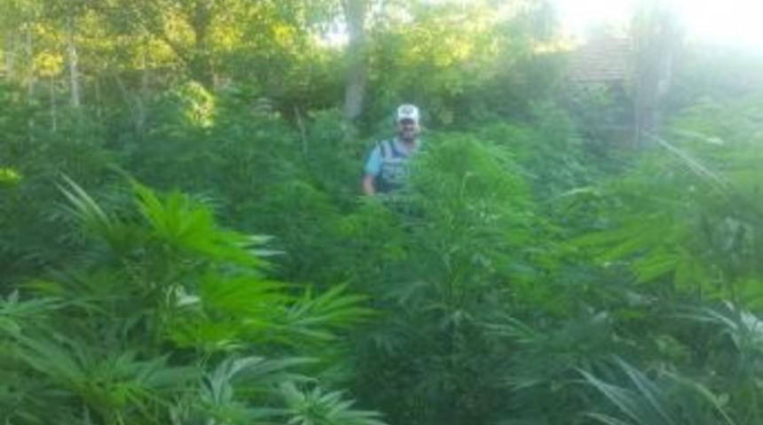 Amasya&rsquo;Da 220 K&ouml;k Hintkeneviri Ele Ge&ccedil;irildi