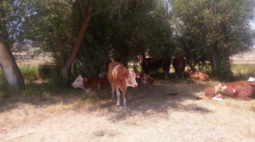 Bunaltan Sıcaklar Geri D&ouml;nd&uuml;.