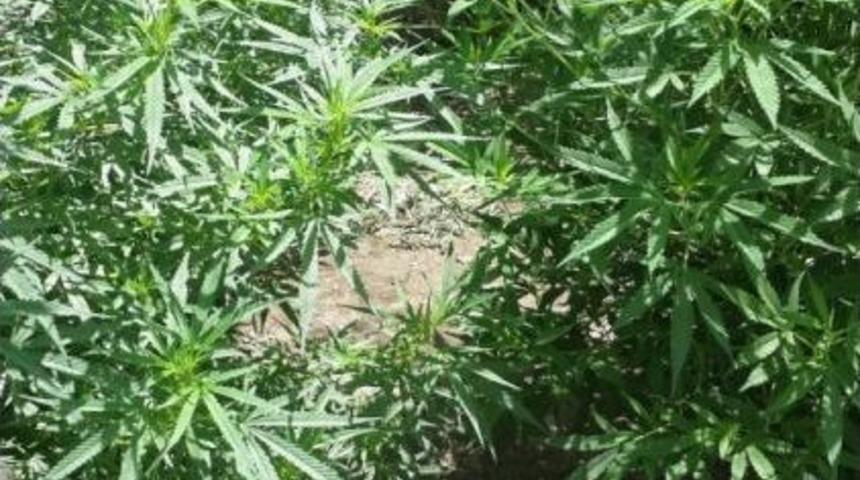 Karab&uuml;k&rsquo;te Uyuşturucu Operasyonu:1 G&ouml;zaltı