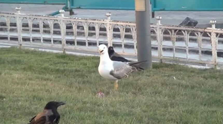 (&ouml;zel Haber) Taksim Meydanı&rsquo;nda Martı İle Karganın Et Kavgası Kamerada