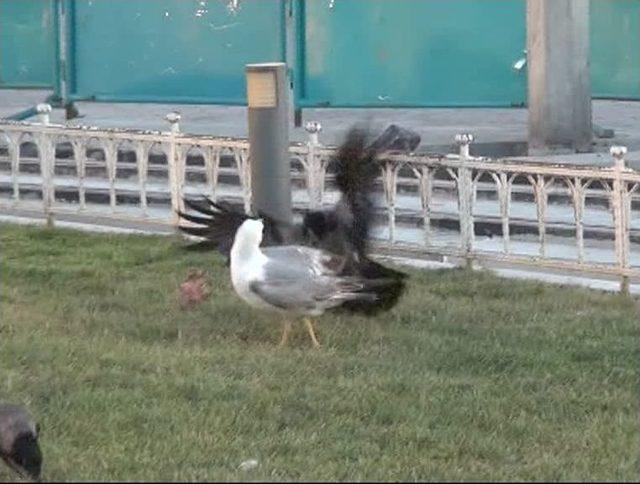(&ouml;zel Haber) Taksim Meydanı&rsquo;nda Martı İle Karganın Et Kavgası Kamerada 1