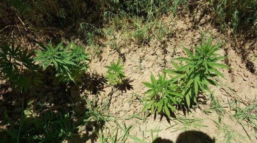 Ak&ccedil;akale'de Uyuşturucuya Tutuklama