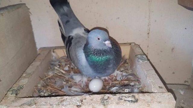 Evinin Çatısında 300 Güvercin Besliyor