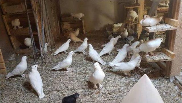 Evinin Çatısında 300 Güvercin Besliyor
