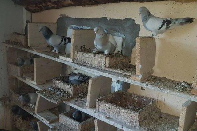 Evinin Çatısında 300 Güvercin Besliyor