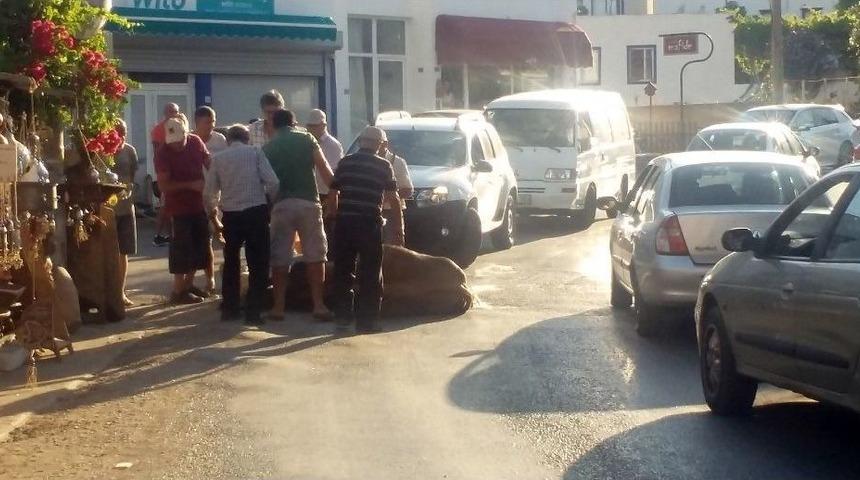 Bunaltıcı Sıcaklar Hayvanları Da Etkiledi