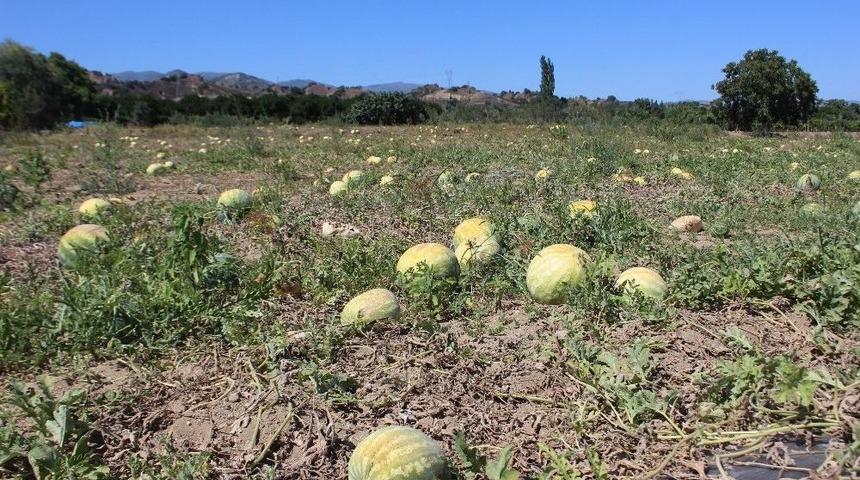 Para Etmeyince Karpuz Tarlada Kaldı