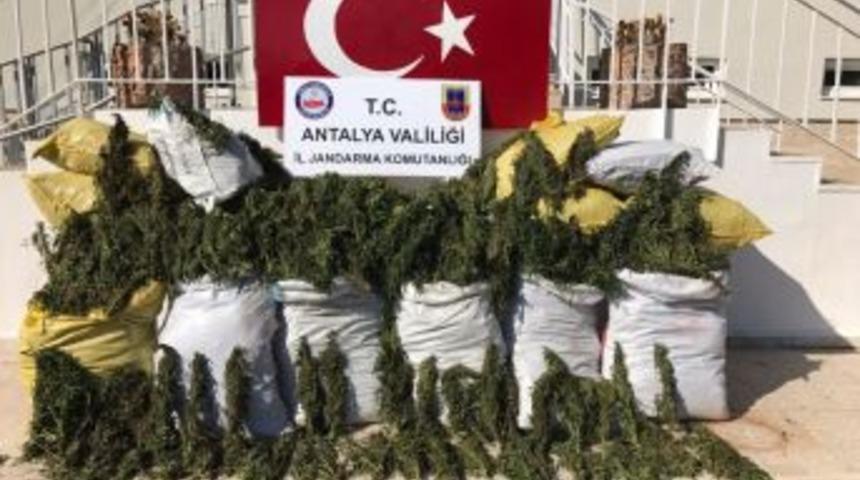 Alanya&rsquo;da 247 Kilo Esrar Ele Ge&ccedil;irildi