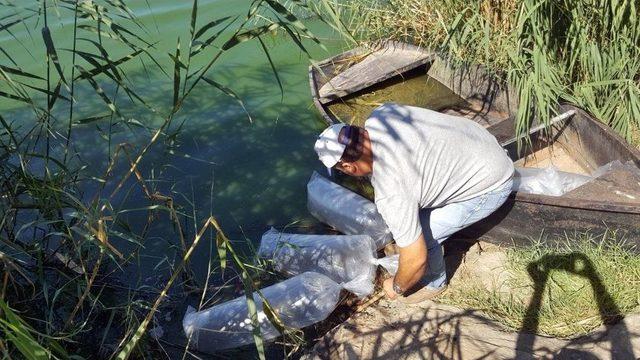 Aydın’da Tatlı Sulara, Yavru Sazan Bırakıldı