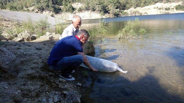 Aydın’da Tatlı Sulara, Yavru Sazan Bırakıldı