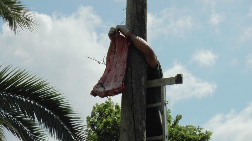 (&ouml;zel Haber) 6 Metrelik Direğe Asılı Olan Eti Alan Kaplan Vatandaşlara Şov Yaptı