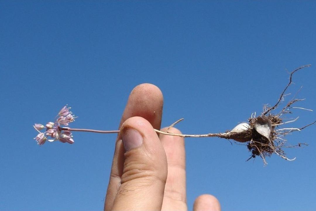 (&ouml;zel Haber) Van&rsquo;da Yeni Bir Bitki T&uuml;r&uuml; Keşfedildi