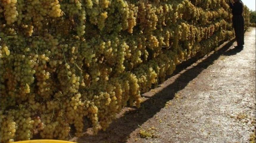 İyi Tarım Uygulamalarıyla Kuru &Uuml;z&uuml;mde Okratoksin Tehdidi Aşılacak