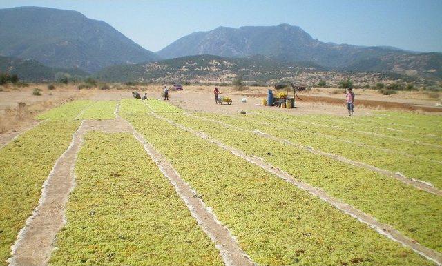 İyi Tarım Uygulamalarıyla Kuru Üzümde Okratoksin Tehdidi Aşılacak