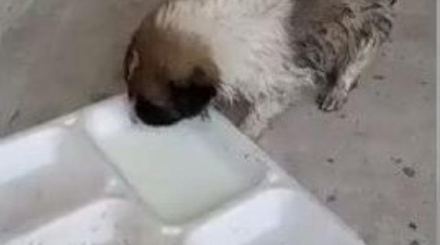 Derede Mahsur Kalan Yavru K&ouml;peğin İmdadına İtfaiye Ekipleri Yetişti