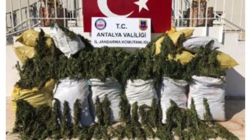 Alanya'da 247 Kilo Esrar Ele Ge&ccedil;irildi