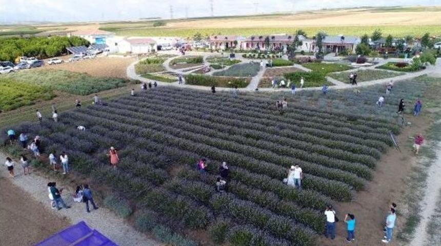 Silivri'de Lavanta Hasat Şenliği Yapıldı: G&ouml;z&uuml; D&ouml;nm&uuml;ş Arsa Rant&ccedil;ılarına 'dur' Diyeceğiz