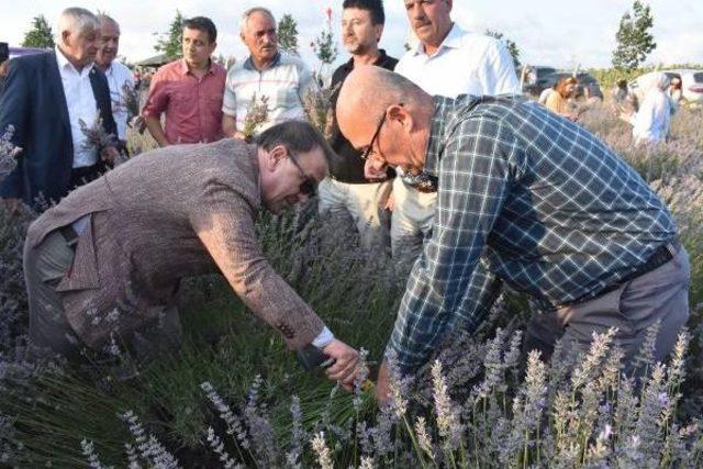 Silivri'de Lavanta Hasat Şenliği Yapıldı: Gözü Dönmüş Arsa Rantçılarına 'dur' Diyeceğiz