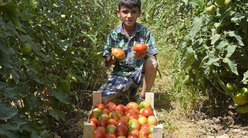 Büyükşehir Belediyesi’nin Çamlıyayla’da Dağıttığı Domates Fideleri İlk Ürünü Verdi