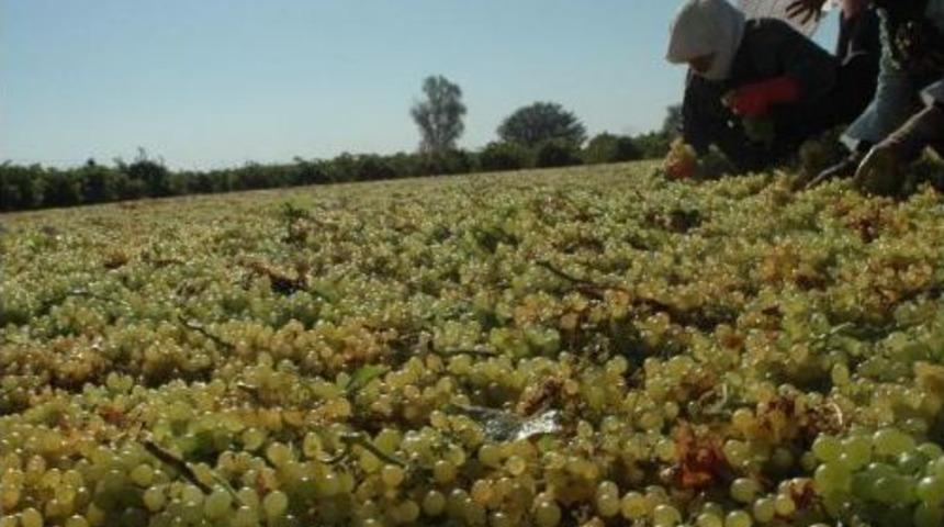 &Uuml;reticiye, 'kuru &Uuml;z&uuml;m &Ccedil;uval Ipliğine Kurban Edilmesin' Eğitimi