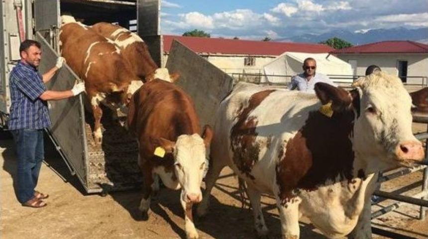 Avrupa&rsquo;dan İthal Edilen Hayvanlar &Uuml;reticilere Teslim Edildi