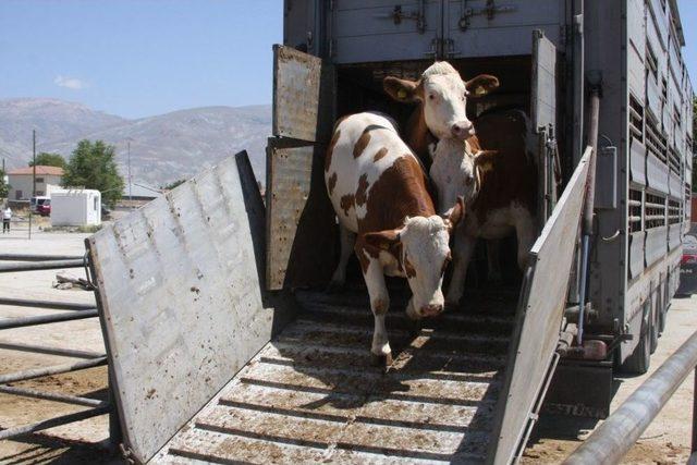 Avrupa’dan İthal Edilen Hayvanlar Üreticilere Teslim Edildi