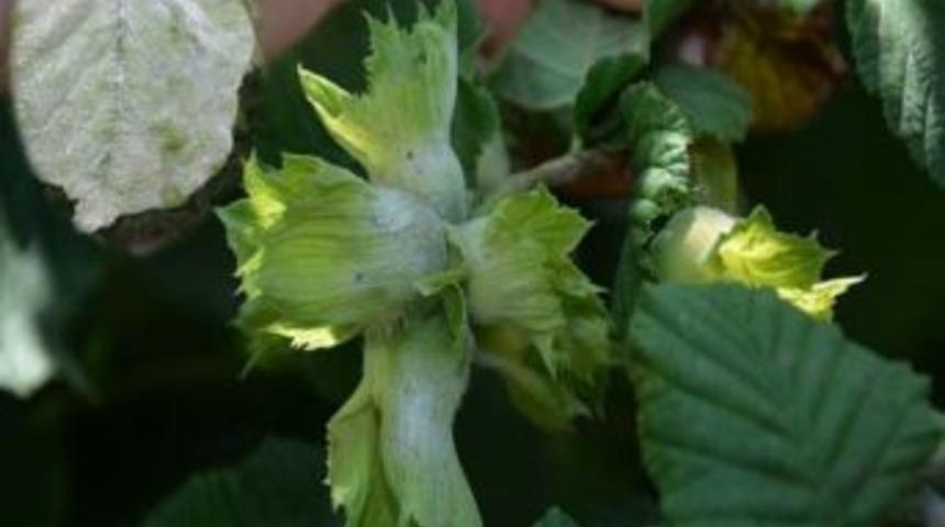 Fındık Rekoltesine K&uuml;lleme Darbesi