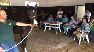 Safkan Arap Tayları Görücüye Çıkıyor