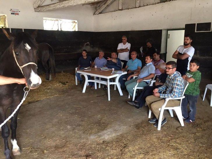 Safkan Arap Tayları Görücüye Çıkıyor G2