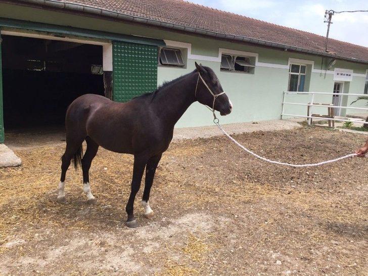 Safkan Arap Tayları Görücüye Çıkıyor G3