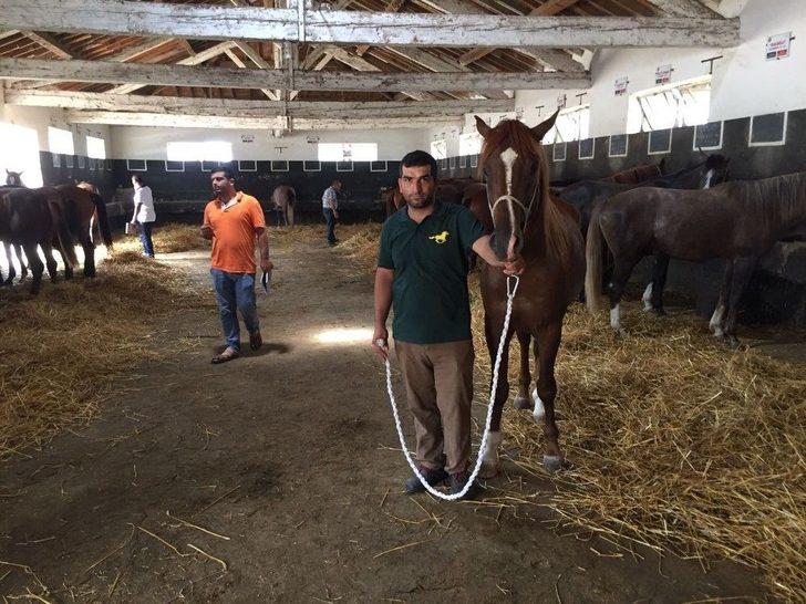 Safkan Arap Tayları Görücüye Çıkıyor G4