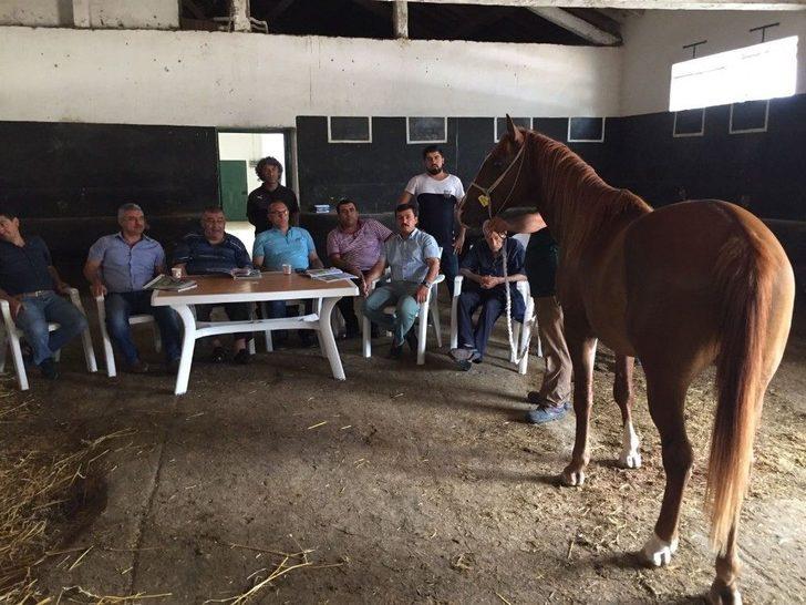 Safkan Arap Tayları Görücüye Çıkıyor G5