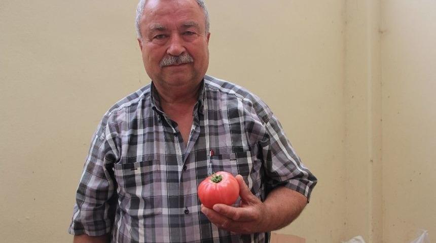 Bilecik&rsquo;in Yerli Domatesi Tezgahlarda Yerini Aldı