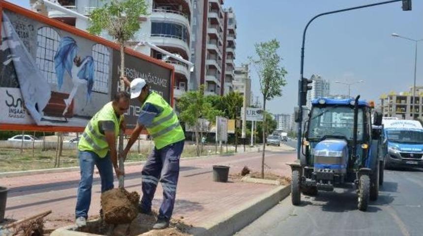Mersin'de Kesilen Ağa&ccedil;ların Yerine Yenileri Dikildi