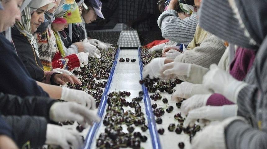 Kahramanmaraş&rsquo;tan Avrupa&rsquo;ya Kiraz İhracatı