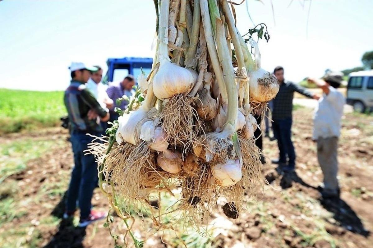 Taşk&ouml;pr&uuml; Sarımsağına Rakip &Ccedil;ıktı